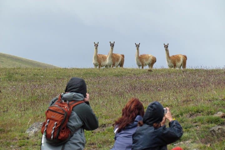 Patagonian Steppe Safari at Estancia 25 de Mayo — 4x4 Wildlife & Ranch Lunch near El Calafate photo 6