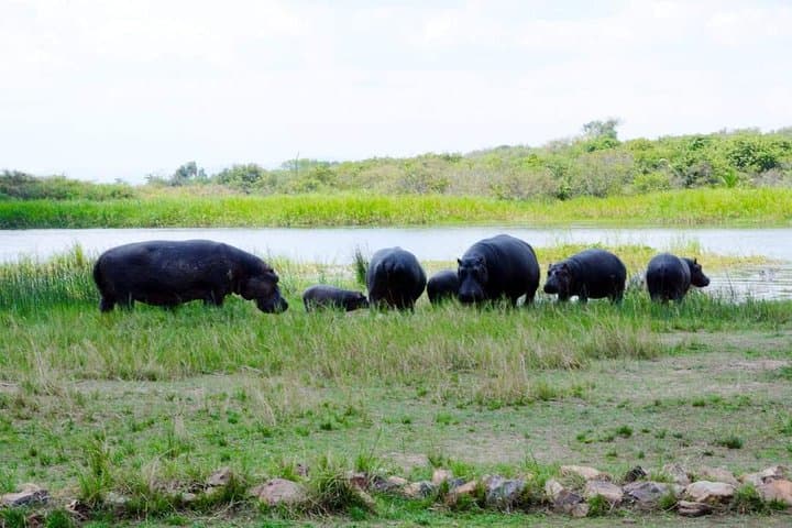 8-Day Rwanda Gorilla Trekking & Wildlife Adventure from Kigali photo 4