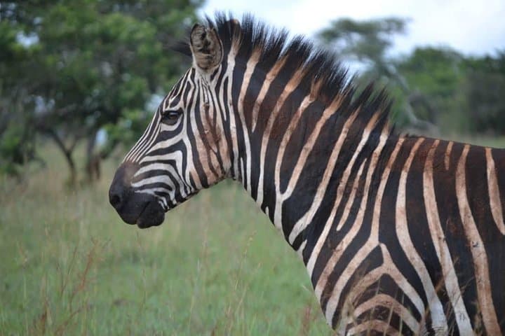 8-Day Rwanda Gorilla Trekking & Wildlife Adventure from Kigali photo 6