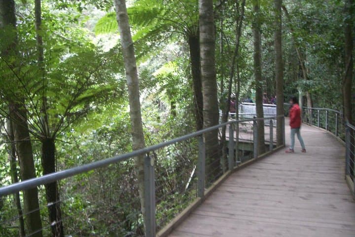Private Blue Mountains Day Tour from Sydney — Three Sisters, ScenicWorld & Wildlife Park photo 4