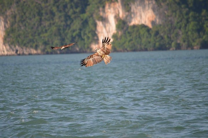 Hong by Starlight: Night Sea-Kayak Tour in Phang Nga Bay photo 4