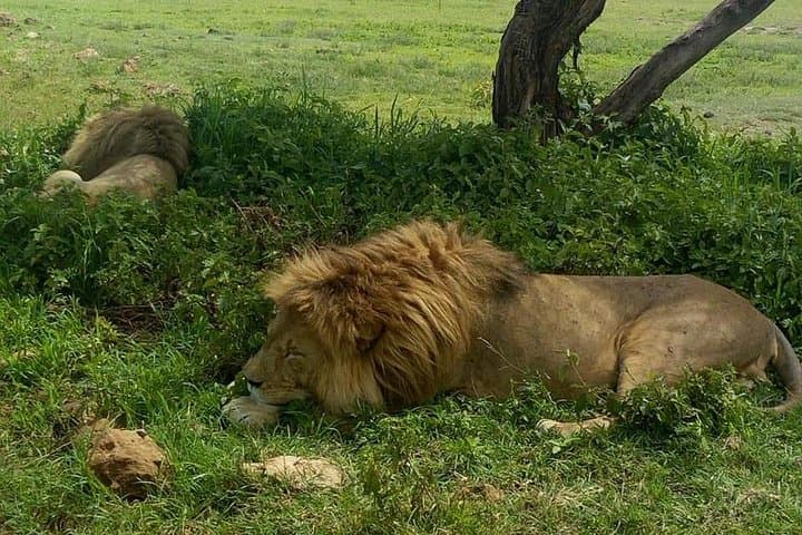 5-Day Join Group Safari Tour Tanzania