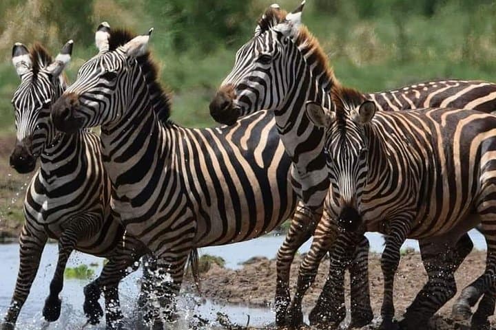 Ngorongoro Crater Full-Day Safari from Arusha photo 3