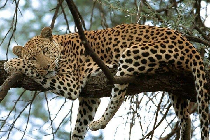 4-Day Camping Safari: Arusha to Tarangire, Serengeti & Ngorongoro photo 1