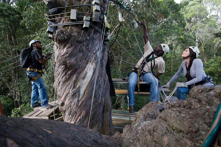 Fly the Tsitsikamma Canopy: Zipline Through South Africa’s Oldest Rainforest photo 4