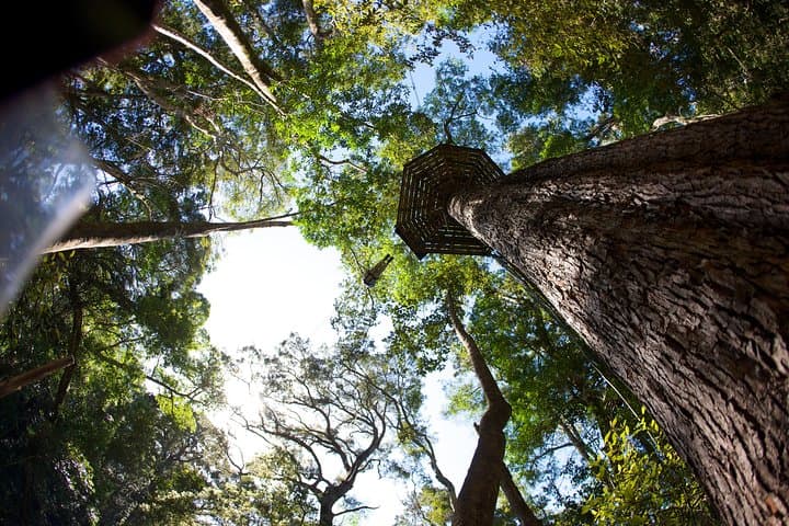 Fly the Tsitsikamma Canopy: Zipline Through South Africa’s Oldest Rainforest photo 5