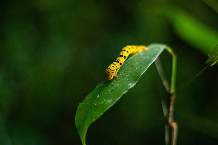 Cape Tribulation Day Tour: Daintree Rainforest, River Cruise & Beach Walks photo 3
