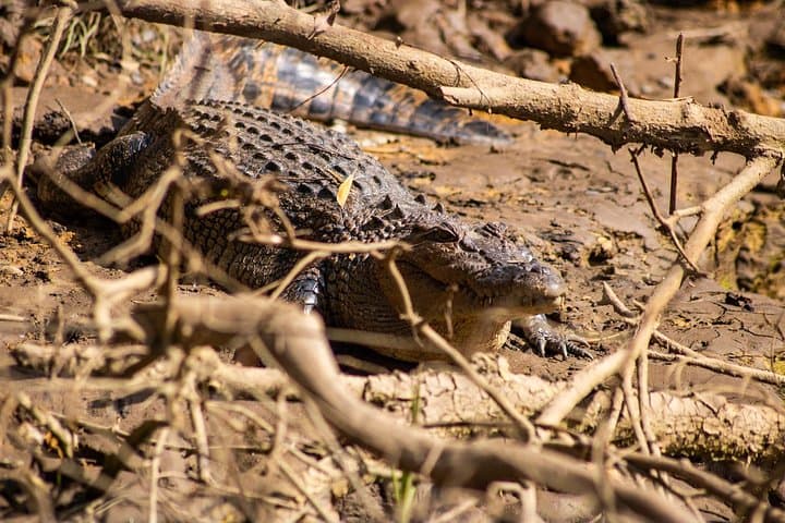 Cape Tribulation Day Tour: Daintree Rainforest, River Cruise & Beach Walks photo 4