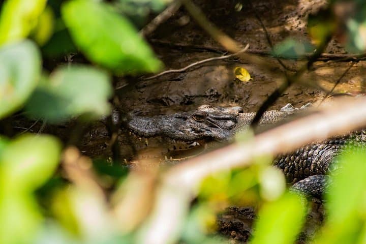 Cape Tribulation Day Tour: Daintree Rainforest, River Cruise & Beach Walks photo 6