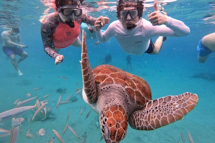 Snorkel with Sea Turtles at Daaibooi Beach — Curaçao Guided Tour photo 3