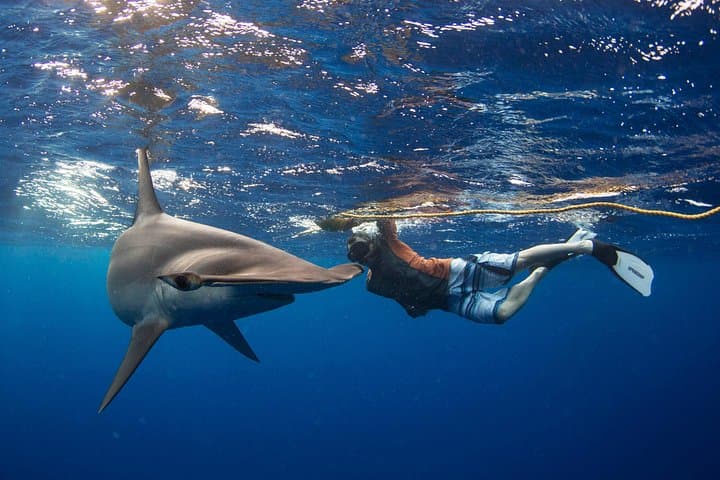 Swim with Sharks in Cabo San Lucas — Guided Snorkel to Land's End and El Arco photo 2