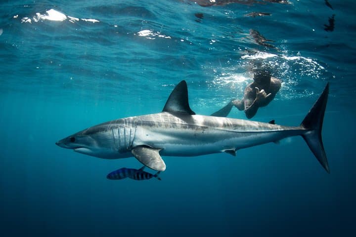 Swim with Sharks in Cabo San Lucas — Guided Snorkel to Land's End and El Arco photo 3