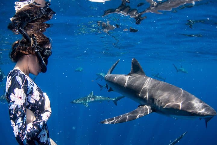 Swim with Sharks in Cabo San Lucas — Guided Snorkel to Land's End and El Arco photo 4