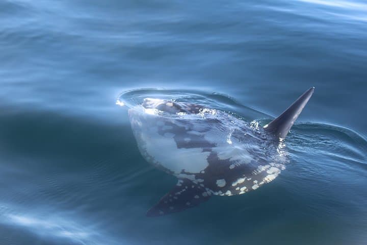 Dolphin Watching and Ilha Deserta + Ilha do Farol Day Tour from Faro photo 6