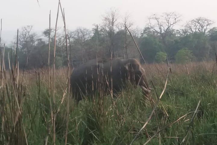 Luxury Chitwan Jungle Safari 3-Day Guide: Rhinos, Tigers & River Canoes photo 2