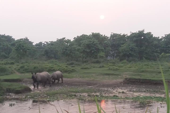 Luxury Chitwan Jungle Safari 3-Day Guide: Rhinos, Tigers & River Canoes