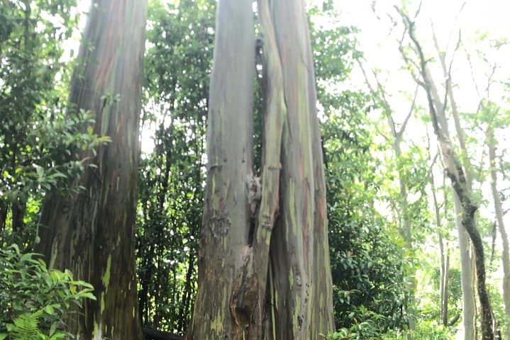 Oahu to Maui Road to Hana Day Trip — Round-Trip Air Included photo 4