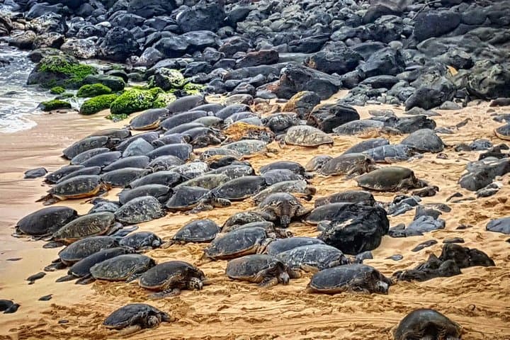 Oahu to Maui Road to Hana Day Trip — Round-Trip Air Included photo 6