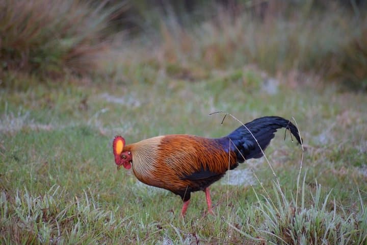 Horton Plains Hike from Nuwara Eliya: World's End, Baker's Falls & Montane Grasslands photo 3