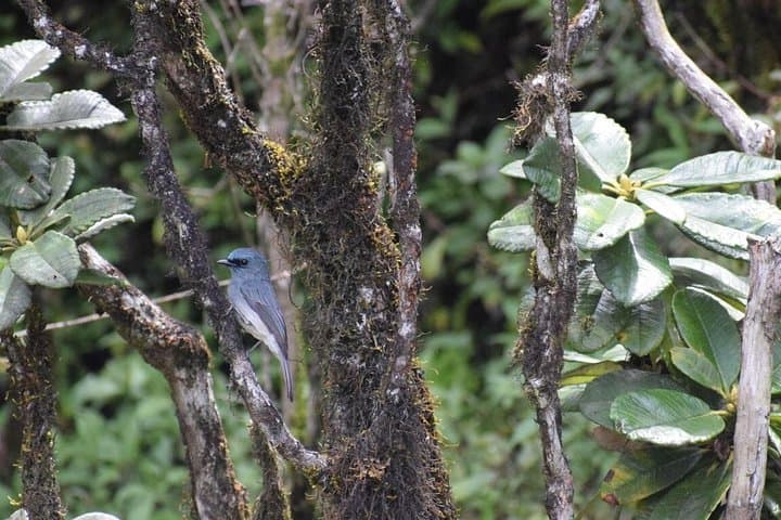 Horton Plains Hike from Nuwara Eliya: World's End, Baker's Falls & Montane Grasslands photo 4