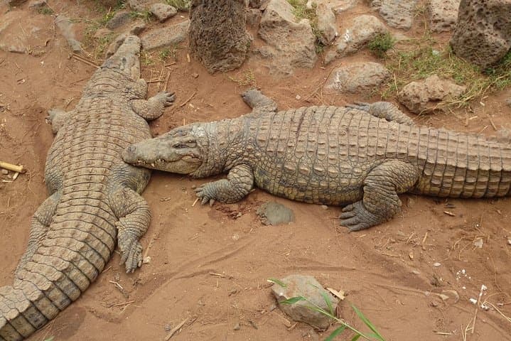 Nairobi Wildlife Circuit: Mamba Village, Elephant Sanctuary, Giraffe Centre & National Park photo 1
