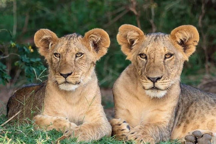 7-Day Private Mid-Range Big Five Safari in Northern Tanzania