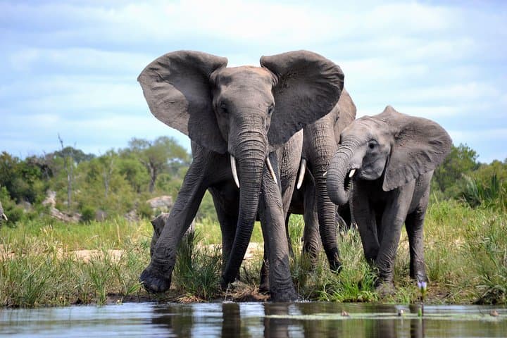 4-Night Kruger Safari and Blyde Canyon — Big Five Open-Vehicle Drives & Mpumalanga Panoramas