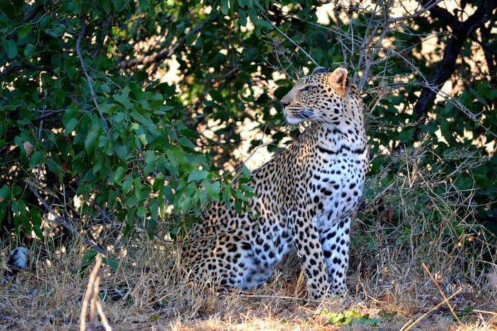 4-Night Kruger Safari and Blyde Canyon — Big Five Open-Vehicle Drives & Mpumalanga Panoramas photo 5