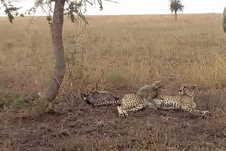 Serengeti Circuit: Manyara, Ngorongoro & Olduvai 2-Day Private Safari photo 1