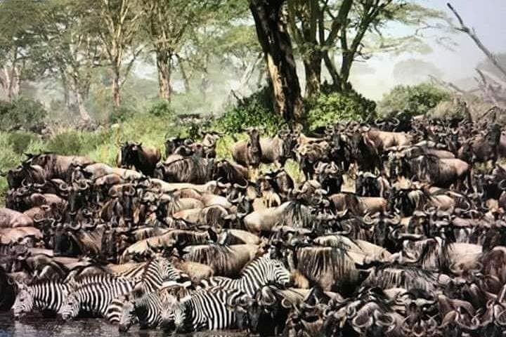 Serengeti Circuit: Manyara, Ngorongoro & Olduvai 2-Day Private Safari photo 2