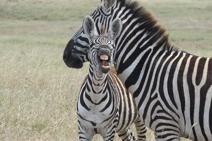 Serengeti Circuit: Manyara, Ngorongoro & Olduvai 2-Day Private Safari photo 3