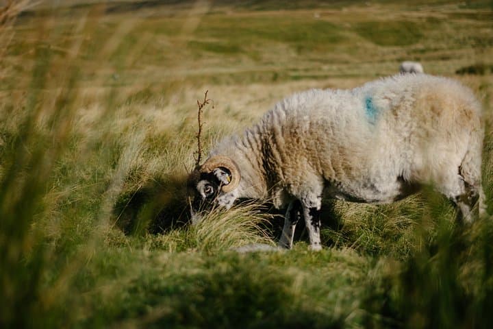 Private Yorkshire Dales Tour from Windermere — Ribblehead, Aysgarth & Wensleydale photo 6