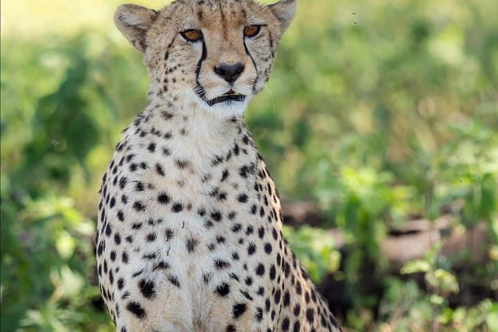 6-Day Big Five Tanzania Safari — Tarangire, Serengeti & Ngorongoro