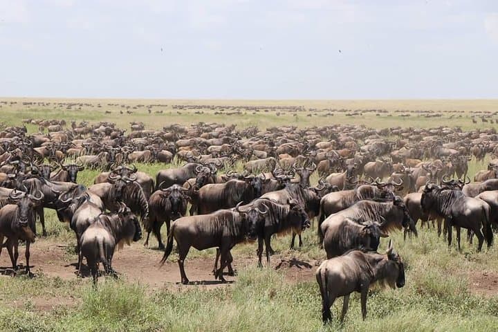 6-Day Big Five Tanzania Safari — Tarangire, Serengeti & Ngorongoro photo 2