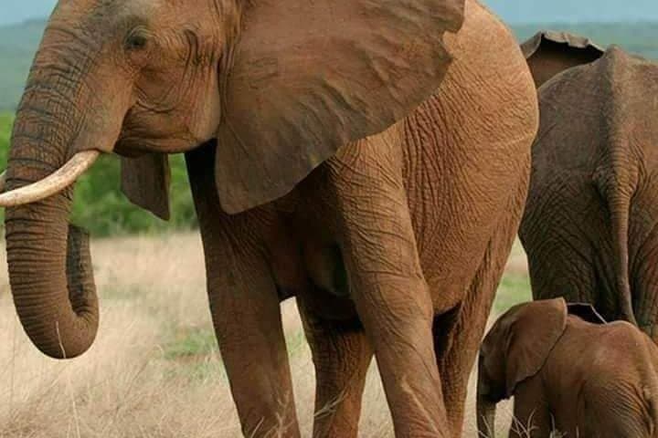 6-Day Big Five Tanzania Safari — Tarangire, Serengeti & Ngorongoro photo 4