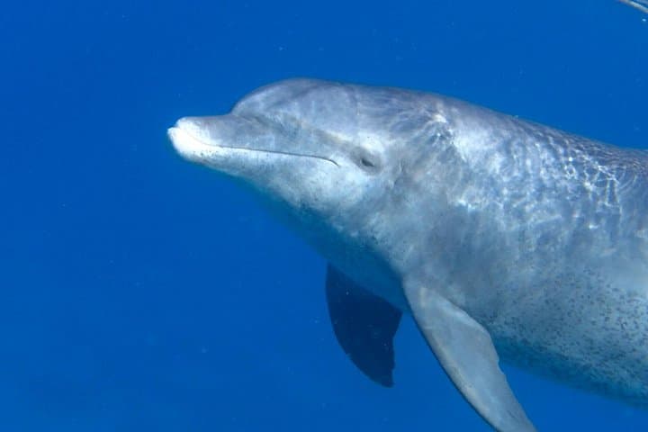 Morning Dolphin House Snorkel and Breakfast from Hurghada