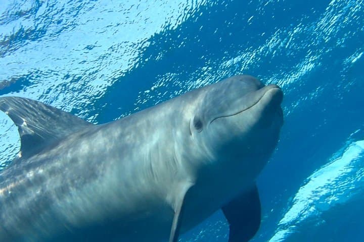 Morning Dolphin House Snorkel and Breakfast from Hurghada photo 5