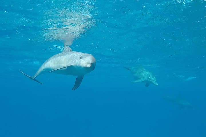 Morning Dolphin House Snorkel and Breakfast from Hurghada photo 6