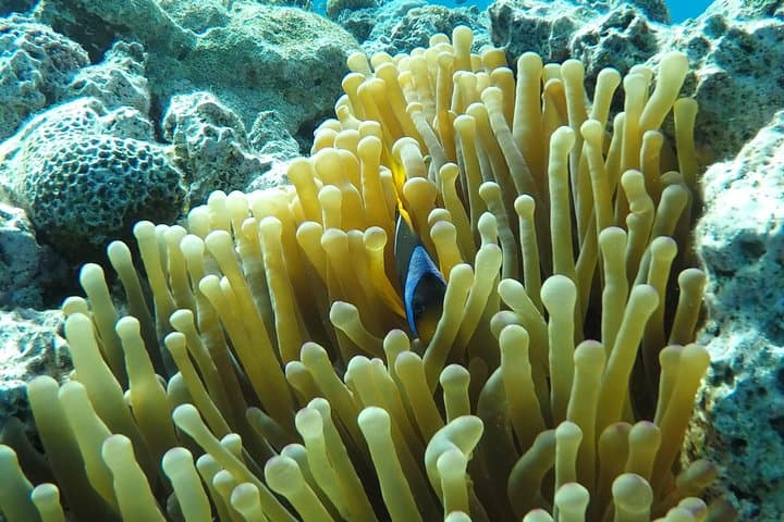 Morning Dolphin House Snorkel and Breakfast from Hurghada photo 4
