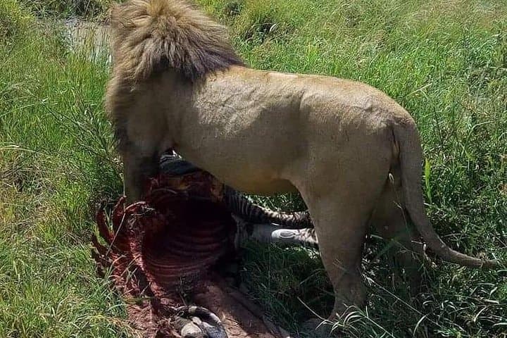 9-Day Budget Lodge Safari in Tanzania: Serengeti, Ngorongoro & Lake Manyara