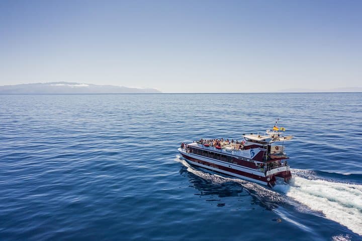 Royal Delfin 2-Hour Dolphin & Whale Watching Cruise with Underwater Windows — Tenerife photo 2