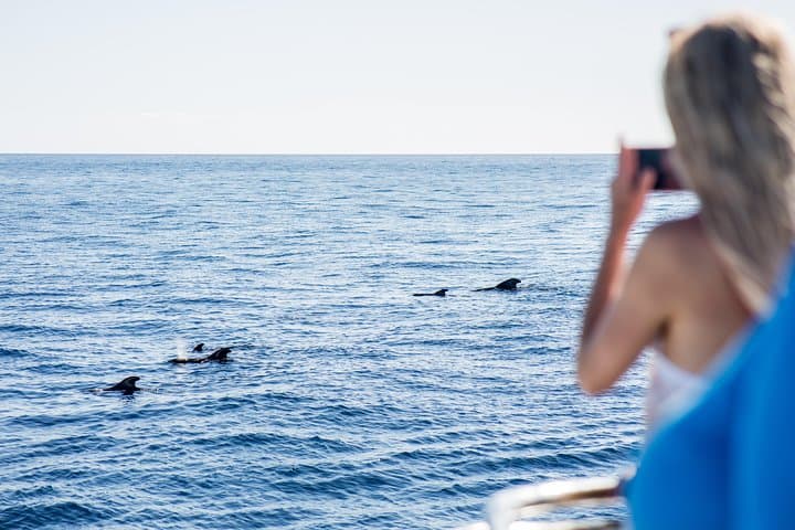 Royal Delfin Catamaran Whale & Dolphin Watching from Puerto Colón — Lunch and Swim at Masca Bay photo 3