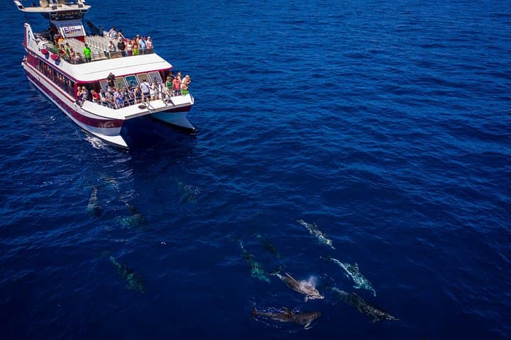 Royal Delfin 2-Hour Dolphin & Whale Watching Cruise with Underwater Windows — Tenerife