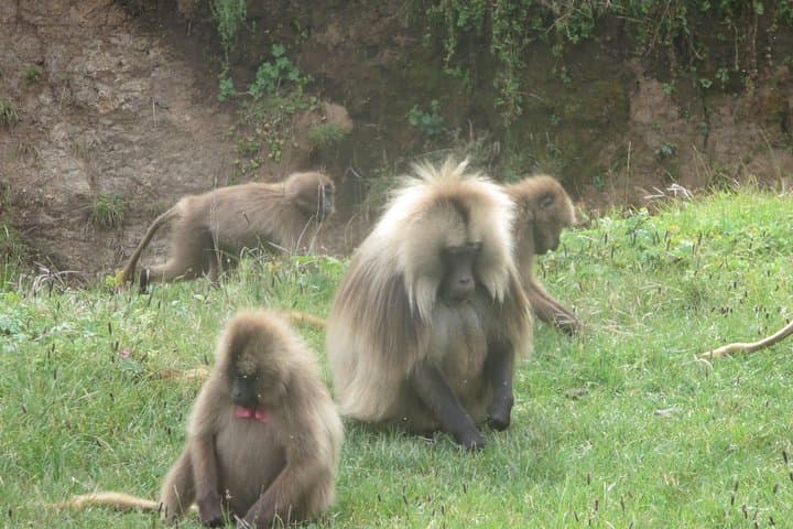 Northern Ethiopia: 10-Day Simien Mountains Trek & Historic Circuit photo 3