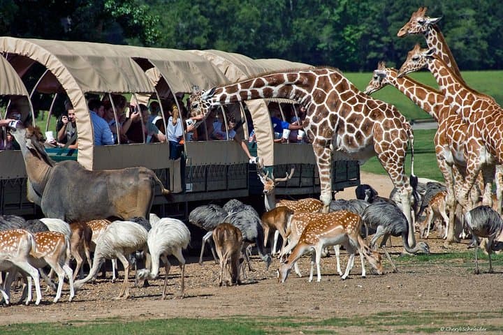 Cape Town 2-Day Aquila Safari and Robben Island Getaway photo 2
