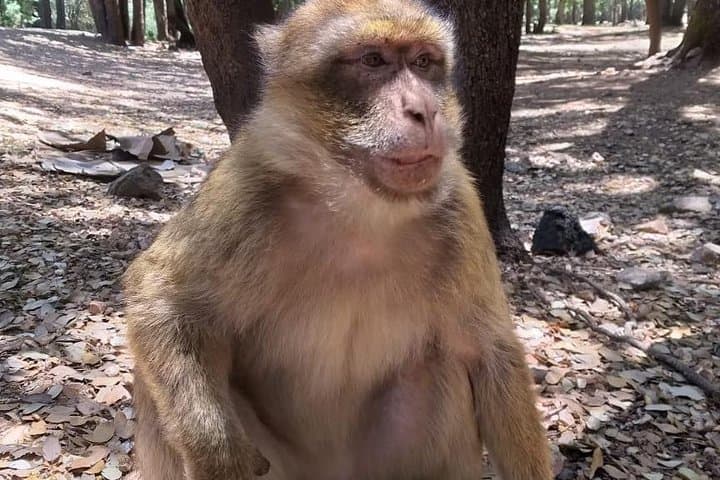 Middle Atlas Day Trip from Fez: Ifrane, Azrou & Cedar Forest Walks photo 5
