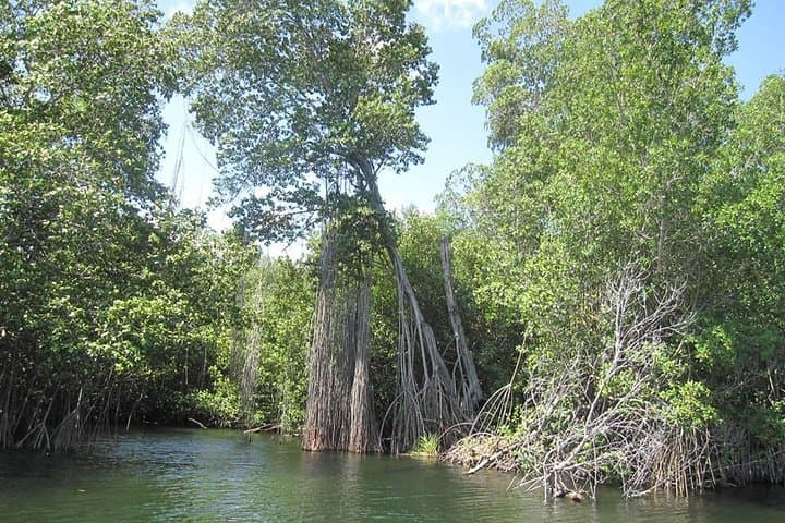 Black River Safari and YS Falls: Full-Day River Cruise and Waterfall Swim from Montego Bay photo 4