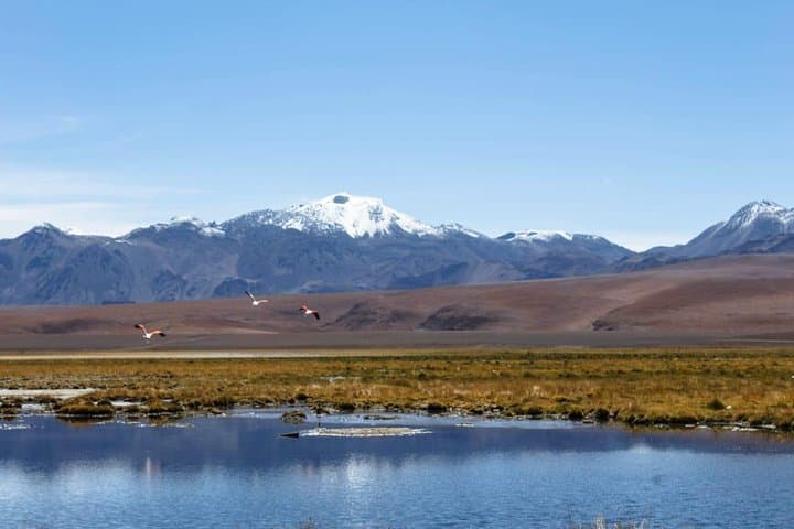 Sunrise at Tatio Geysers: High-Altitude Geothermal Wonder near San Pedro de Atacama photo 6