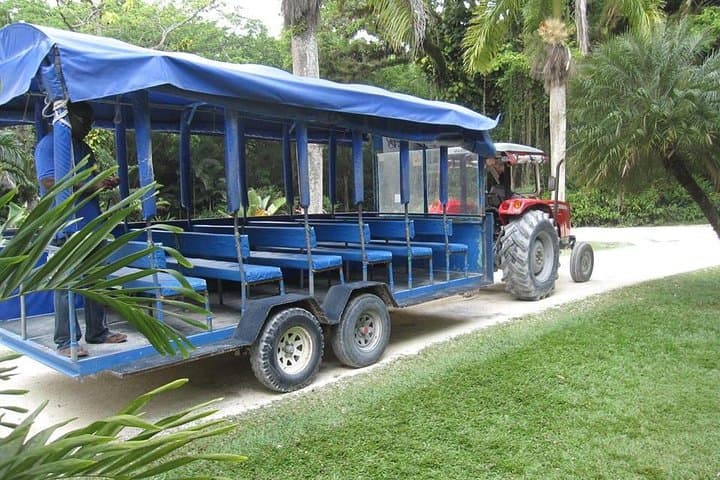 Black River Safari and YS Falls: Full-Day River Cruise and Waterfall Swim from Montego Bay photo 6