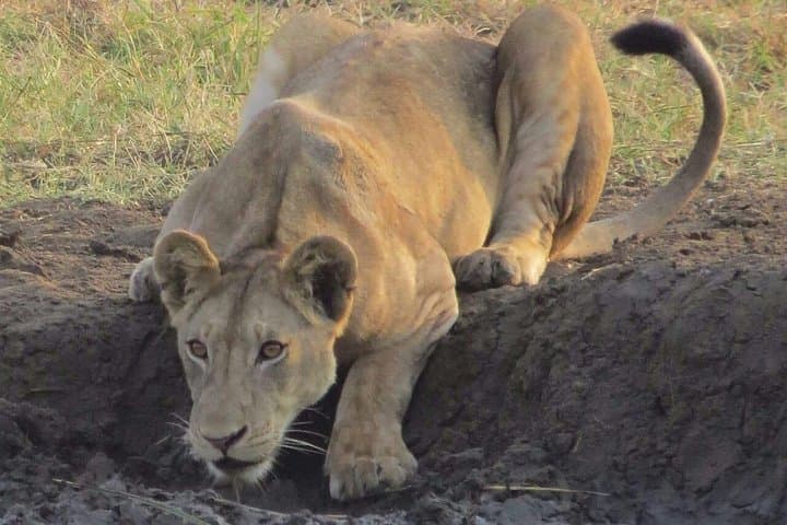 Mikumi National Park Day Trip: Full-Day Safari from Dar es Salaam photo 4